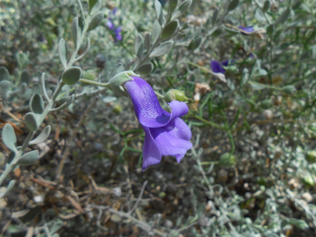 Eremophila macdonnellii simpson desert